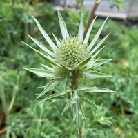 Eryngium bourgatii 